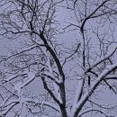 裸木, 겨울나무에 대한 시 5 이미지