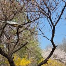 상도근린공원 산책로 이미지