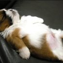 내품에동물병원 이미지