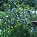 사과약국 이미지