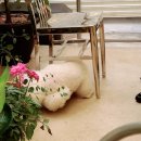 씨유 장전온천천로점 | 부산대 장전동 베이커리 | 씨유 | 도넛 맛집 | 실내 애견 동반 카페