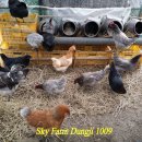 청계농장 이미지