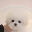 럽댕 강아지분양 이미지