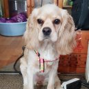 띠울 애견미용 이미지