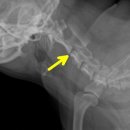김동권 독 트레이닝센터 | 강아지 피트니스 독핏, 다이어트 중인 토리의 맞춤 운동 수업 후기