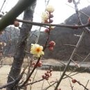 052. 의령정론 : 신동환의 풀어 쓴 한자 이야기 - 25. 매화(梅花) 2. 이미지
