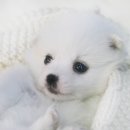 전국강아지분양/일산강아지분양-북극여우를 닮은 스피츠분양합니다. 이미지