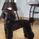 땡큐 펫 살롱 이미지