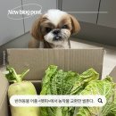 제일농장 | 반려동물 어플 &lt;펫피&gt; 펫피농장에서 농작물 포인트로 교환 후기