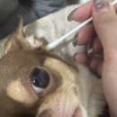 고양이눈 | 🐶 [페노비스 오큐틱] 강아지·고양이 눈귀 세정제 사용후기 💧