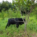 천관농장 이미지