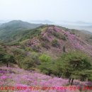 고려산(高麗山)＜수도권 최고 진달래 명소, 기분 탓??? 예년만 못하다＞ 이미지