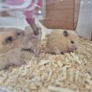 펫엔글라이더 대전점 | 탄방동반려동물 데려오기 좋은 펫엔글라이더 대전점에 방문했어요