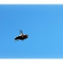 청산양봉원 이미지