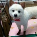 솜솜 애견미용 이미지
