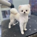 펫마트 강아지 논산점 이미지