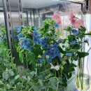 은하꽃집 이미지