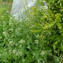 불광천5 이미지