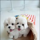 조이퍼피 강아지분양 네이버블로그