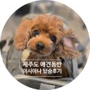 핫태21 | [공지] [제주도 애견동반 여행] 기내 비행기 아시아나 티켓 비용 탑승 후기!