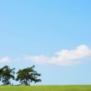 유기택「나무」 이미지