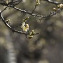 광포중기정비 | 전남답사여행 순천여행(금둔사,낙안읍성,송광사)(2016.02.21)