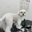 멍품유치원 | [아산 애견미용] 가드기멍: 포토존보다 강아지의 휴식을 먼저 생각하는 배방 애견