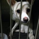 펫토피아 동물병원 이미지