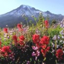 자연.이미지 이미지