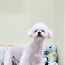 가위든개 이미지