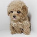 아담스펫강아지&가필드고양이 이미지