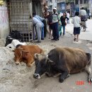 소들의 천국 이미지