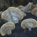 운지버섯과 혼동하기 쉬운 버섯종류 사진 이미지