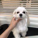 온양애견미용 이미지