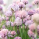 차이브(CHIVES)