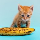 바나나동물병원 이미지