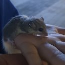 족발야시장 탕정점 | 아산 탕정 트라팰리스 야시장 후기 + 피그미 다람쥐 입양기