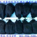 국용농장 Daum카페