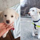 댕댕이 지구대 이미지