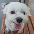 야탑서울동물병원 이미지