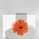 나별아트스쿨 남양주미술학원 후기, 아이부터 성인까지 체계적인 전문 미술교육