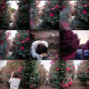 제주본초협동조합 | 제주 동백꽃 숨은 명소 3개월간 기록한 폴개협동조합 동백