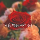 수요일 Daum카페