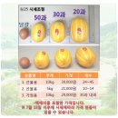 여름엔 성주꿀참외!!!!! 가정용 참외 10kg - 29,000원 이미지