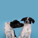 8월의홍시