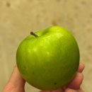 개일 | 피묻은 침대에서 잔 썰 푼다 | 브리즈번, 골드코스트, 시드니 숙소 경비 및 후기 | Roamer, YHA, 포시즌스