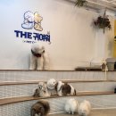 [홍대 놀거리/상수 놀거리] 강아지 고양이 카페/ 애견카페 '더귀여워' 방문 후기 🐶