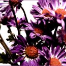 쓰리피에이치 이미지