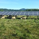 평화1태양광발전소 이미지