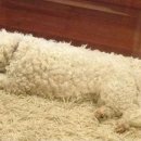 두리틀동물병원 이미지